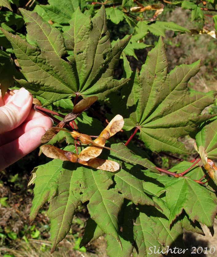 Vine Maple: Acer circinatum