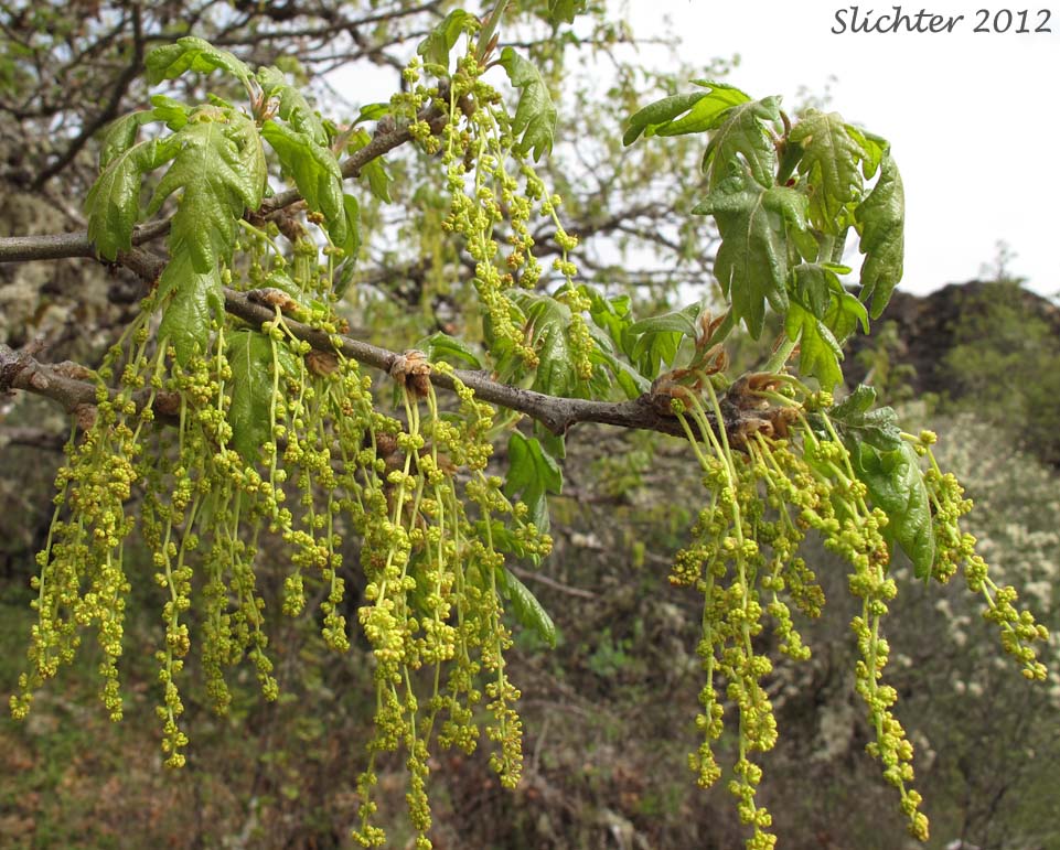 Catkins and young leaves of Oregon White Oak: Quercus garryana var. garryana