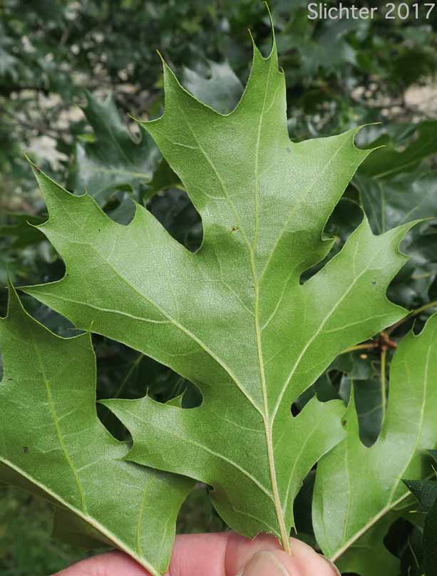 Lower leaf surface of California Black Oak: Quercus kelloggii