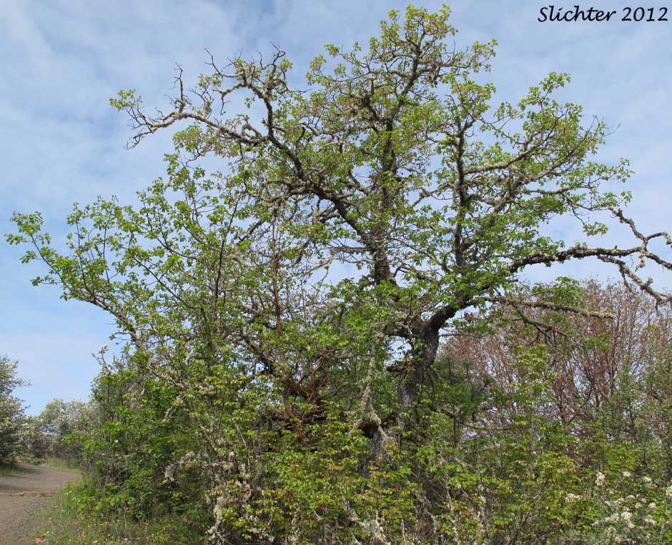California Black Oak: Quercus kelloggii
