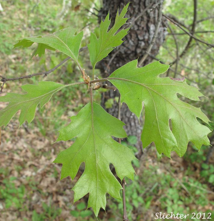 Leaves of California Black Oak: Quercus kelloggii