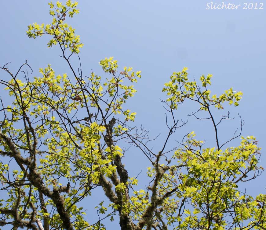 Catkins and young leaves of California Black Oak: Quercus kelloggii