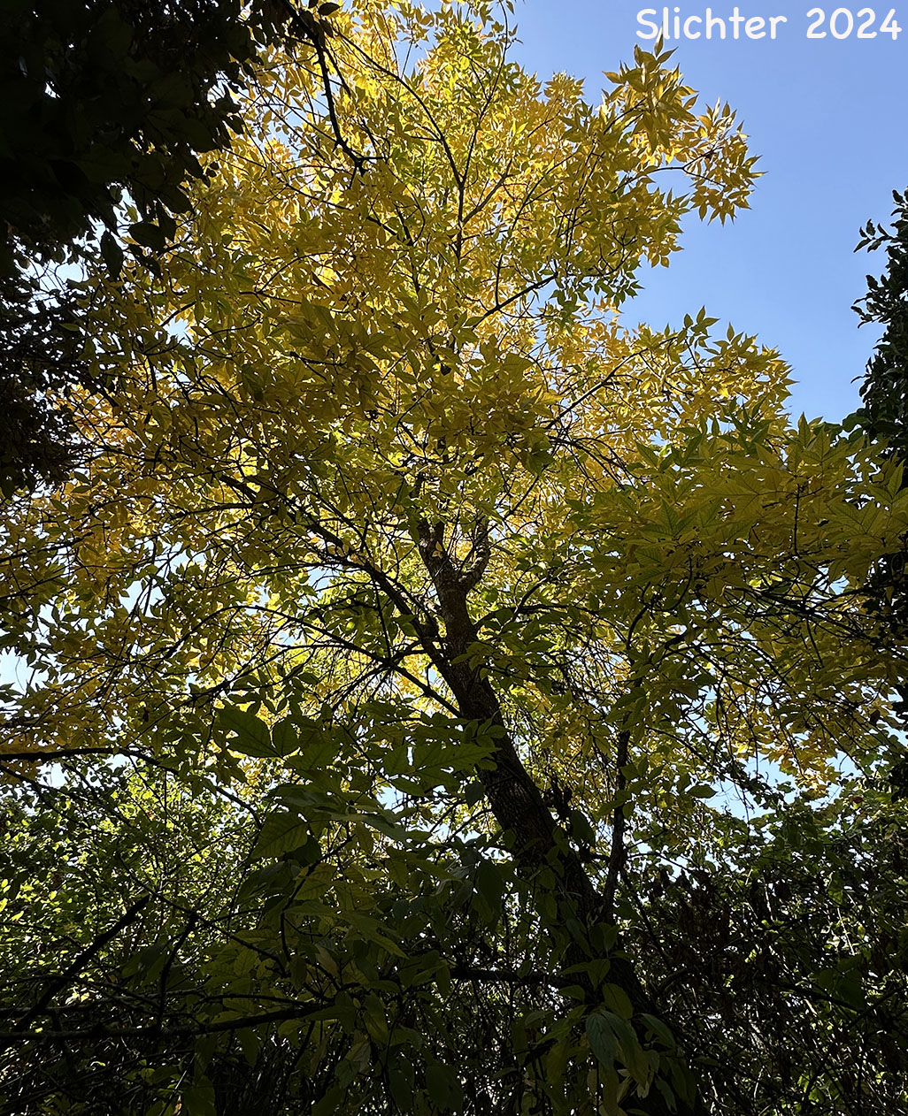 Fall leaf color of Oregon Ash: Fraxinus latifolia (Synonyms: Fraxinus americana ssp. oregona, Fraxinus oregona, Fraxinus oregona var. latifolia)