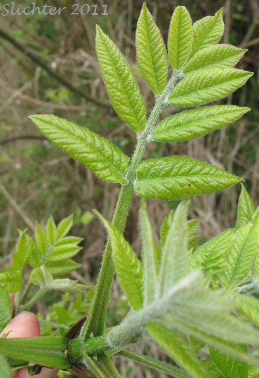 Young leaf of Oregon Ash: Fraxinus latifolia (Synonym: Fraxinus oregona)