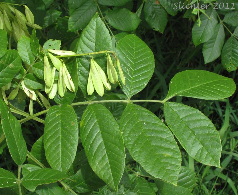 Close-up of the winged fruits and a pinnately compound leaf of Oregon Ash: Fraxinus latifolia (Synonyms: Fraxinus americana ssp. oregona, Fraxinus oregona, Fraxinus oregona var. latifolia))
