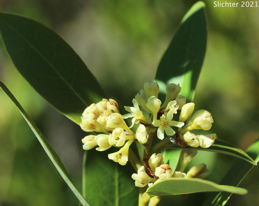California Bay, California Laurel, California Bay Laurel, Oregon Myrtle: Umbellularia californica