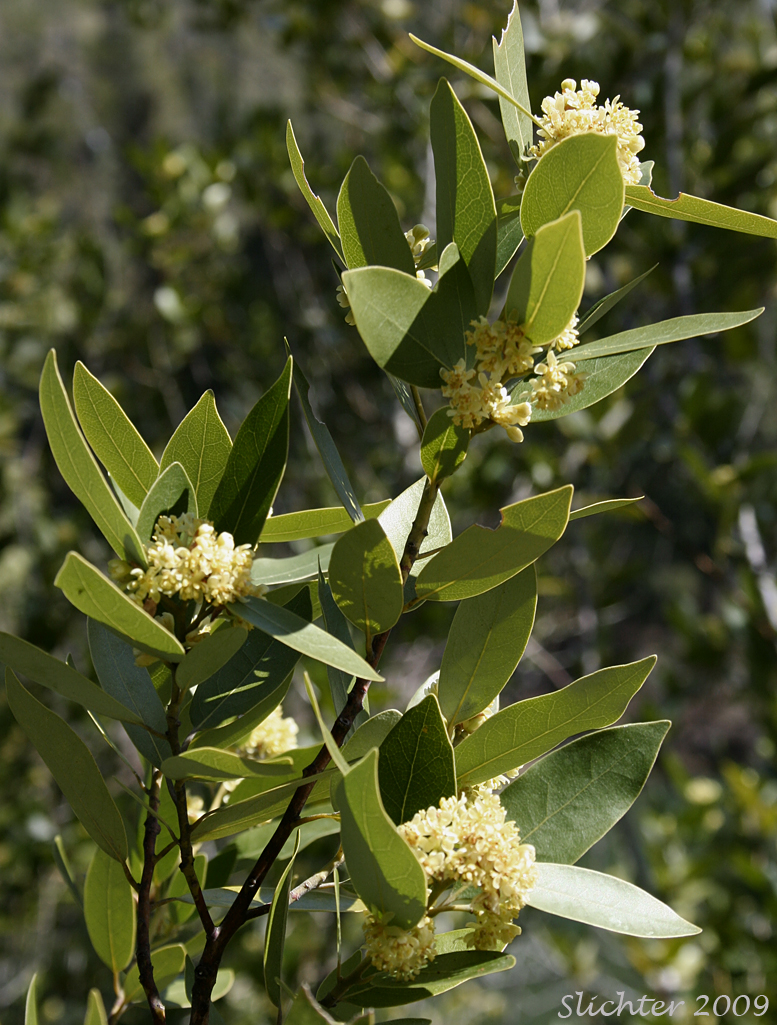 California Bay, California Laurel, California Bay Laurel, Oregon Myrtle: Umbellularia californica