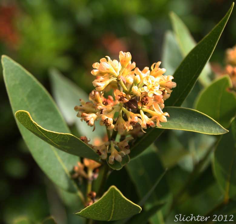California Bay, California Laurel, California Bay Laurel, Oregon Myrtle: Umbellularia californica
