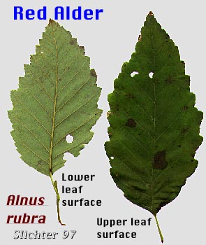 Leaves of Oregon Alder, Red Alder: Alnus rubra (Synonyms: Alnus oregona, Alnus oregona var. oregona, Alnus oregona var. pinnatisecta, Alnus rubra var. pinnatisecta)